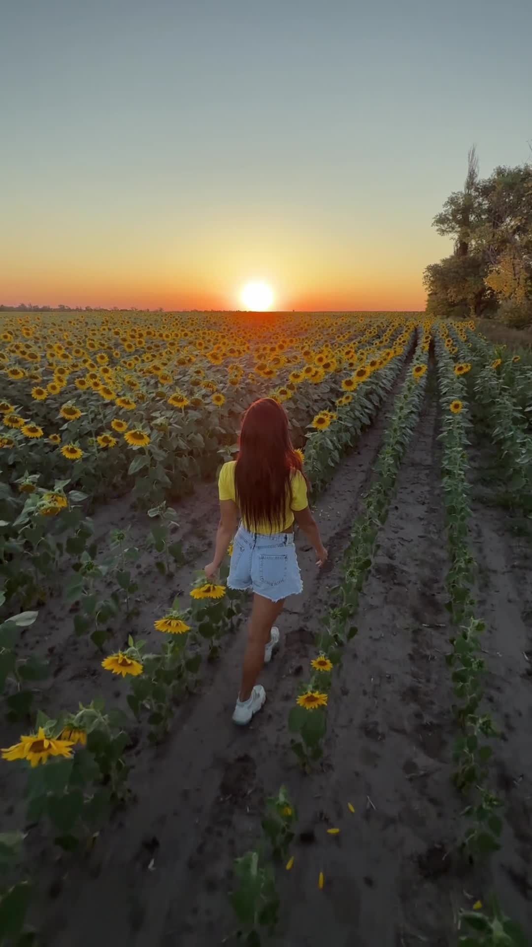 Sunflower Dreams &mdash; clip by Maryllove