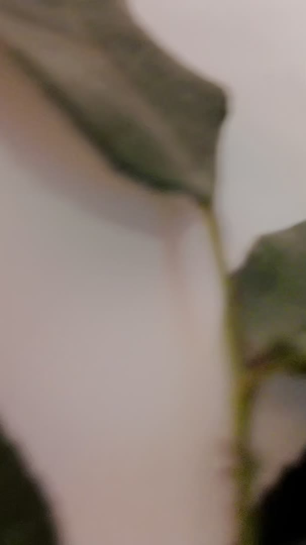 Image 20 of GeminisClark, female webcam model, 30 years old, on live webcam